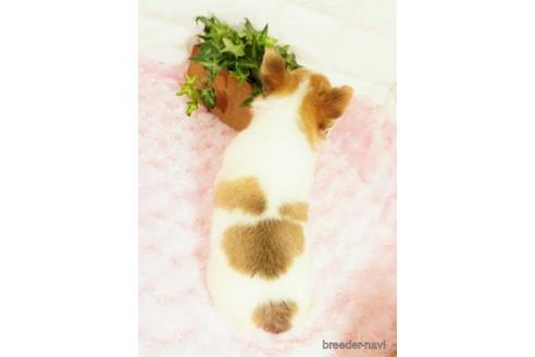 成約済の愛知県のチワワ(ロングコート)-224698の4枚目